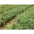 大果红花油茶苗-广西大果红花油茶苗@供应