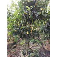 广西防城港**茶