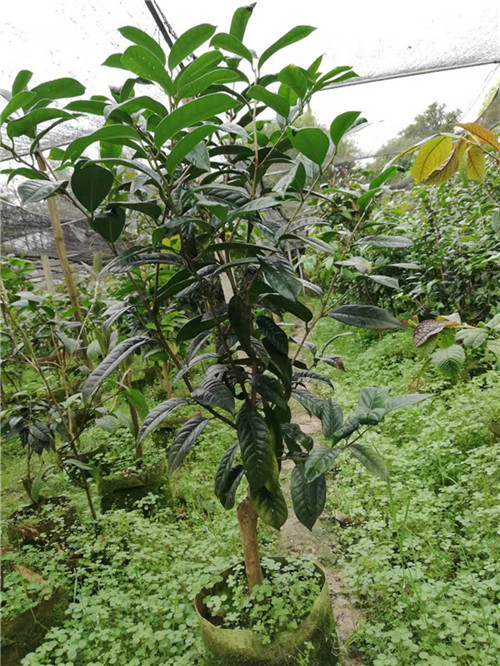 广西防城港**茶种植