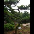 罗汉松-广西哪里的罗汉松小|树苗比较便宜