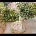 茶花苗-广西桂林茶花苗|茶花苗供应|批发