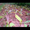 大果红花油茶苗-广西|桂林大果红花油茶苗