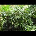 棕竹袋苗-广西桂林棕竹袋苗供应|批发 