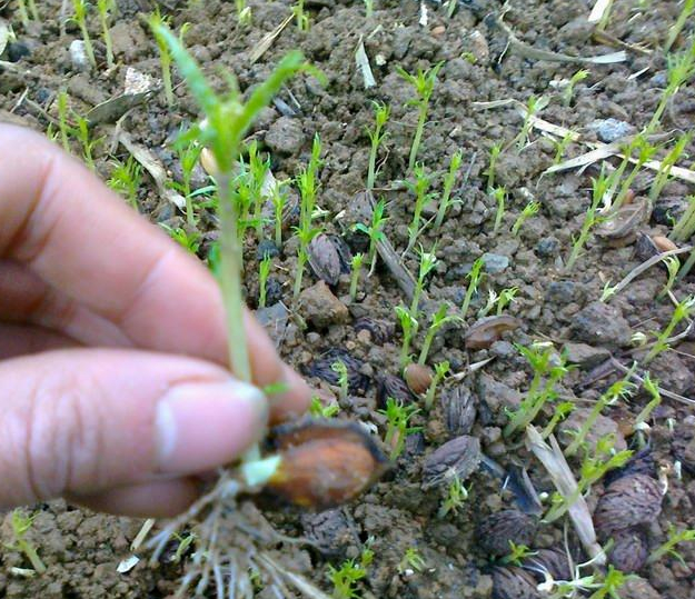 积壳苗-广西桂林积壳苗|积壳苗价格|基地 