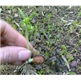 积壳苗-广西桂林积壳苗|积壳苗价格|基地 