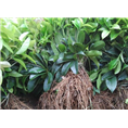 桂花小苗-2014年桂花价格|行情 