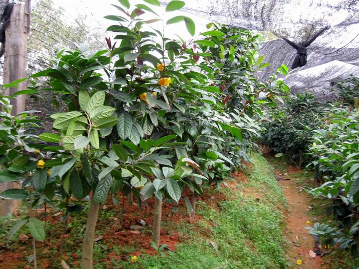 **茶-2014年**茶**价格|行情