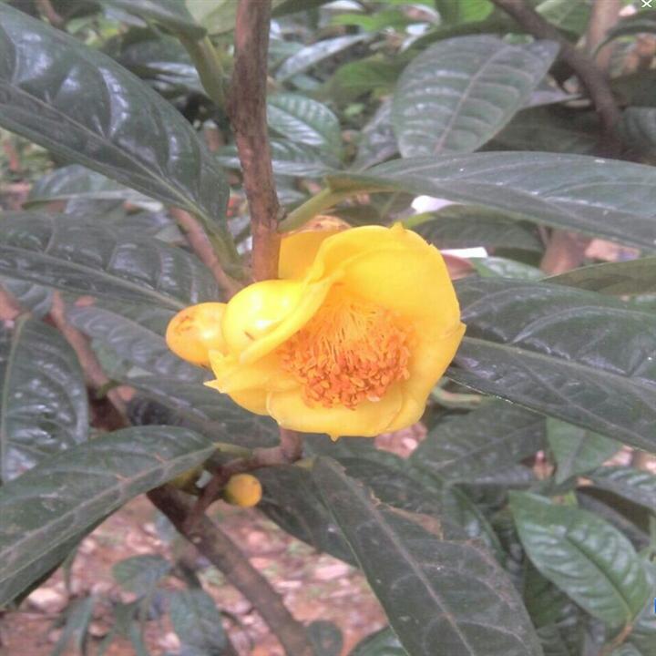 **茶-广西桂林**茶|**茶价格|基地 