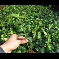茶花-广西桂林茶花|茶花价格|基地 