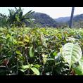 大果红花油茶苗-大果红花油茶苗供应|批发