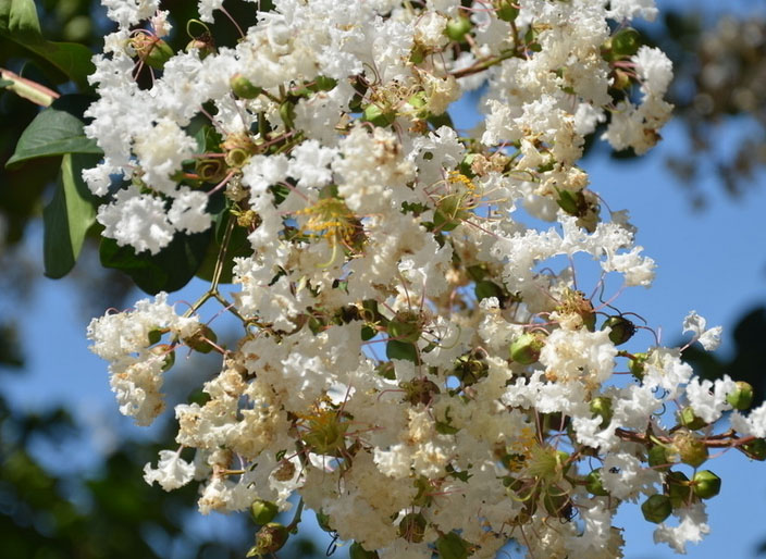 红花紫薇-广西桂林红花紫薇价格|基地 