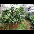 **茶-**茶价格|基地|批发|供应 