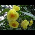 **茶-2014年**茶报价|出售|直销 