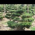 罗汉松-广西桂林罗汉松|罗汉松价格|基地 
