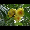 广西**茶小苗价格|基地|批发 