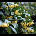 桂花小苗-2014年桂花报价|**价 