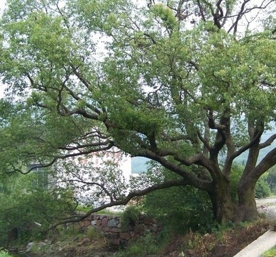 香樟-出售|求购广西桂林香樟|香樟
