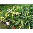 棕竹苗-广西棕竹苗价格|基地|批发 