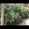 小叶棕竹苗-出售|求购广西小叶棕竹苗 