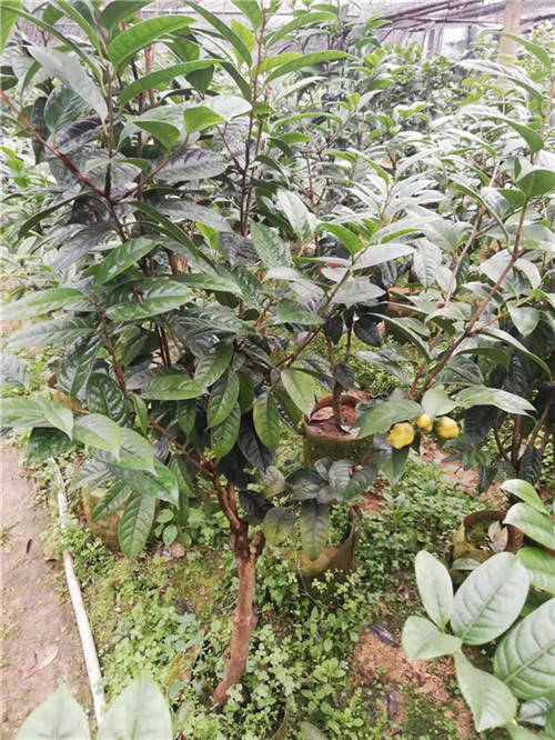 广西防城港**茶哪里有