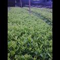 杜鹃小苗-广西哪里的杜鹃小苗比较便宜 