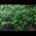 **茶小苗-出售|求购广西桂林**茶小苗 