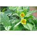 **茶-**茶价格|基地|批发|供应 