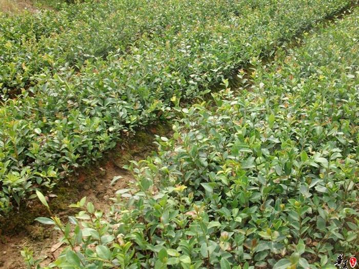 大果红花油茶苗-广西大果红花油茶苗@供应