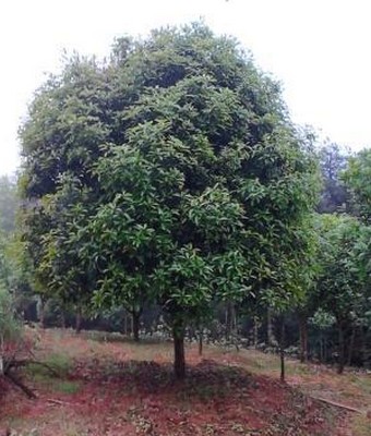 桂花小苗-广西桂林桂花小苗价格|基地 