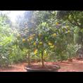 **茶-2014年**茶**价格|行情 