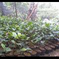 茶花苗-广西哪里的茶花苗比较便宜@茶花苗