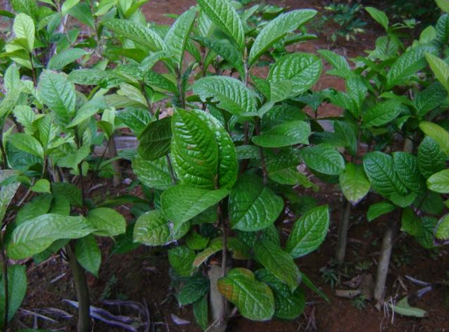 **茶小苗-出售|求购广西桂林**茶小苗 
