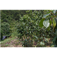 大果红花油茶苗-广西大果红花油茶苗@批发