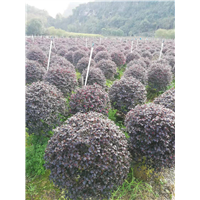 广西红继木种植
