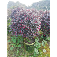 广西红继木批发价格