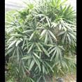 棕竹袋苗-广西哪里的棕竹袋苗比较便宜 