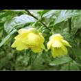 2010年**茶**价格|行情|**价 