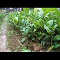 **茶小苗-广西桂林**茶小苗价格|基地 