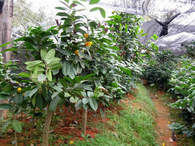**茶-**茶价格|基地|批发|供应 