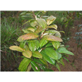 **茶-广西哪里的**茶比较便宜@**茶