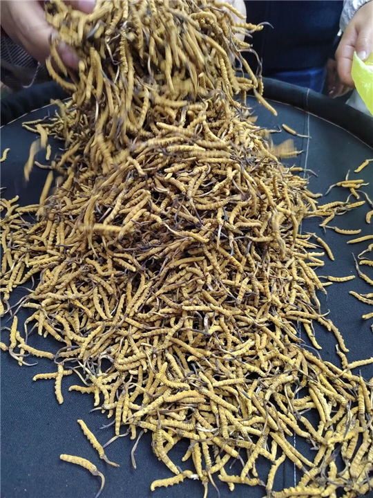 成都冬虫夏草回收商,青羊区回收虫草店铺