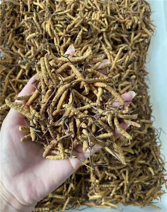 成都虫草高价回收