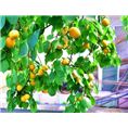 杏树|杏树简介信息 