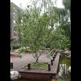 河北八棱海棠风景树5