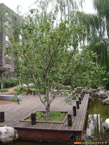 河北八棱海棠风景树5