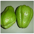 山东新鲜优质佛手瓜火热预售欢迎批发零售！ 