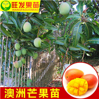 广州澳芒果苗，增城澳芒果苗，广东澳芒果苗 