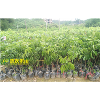广东鸡心黄皮苗，广东黄皮苗，广东果苗 