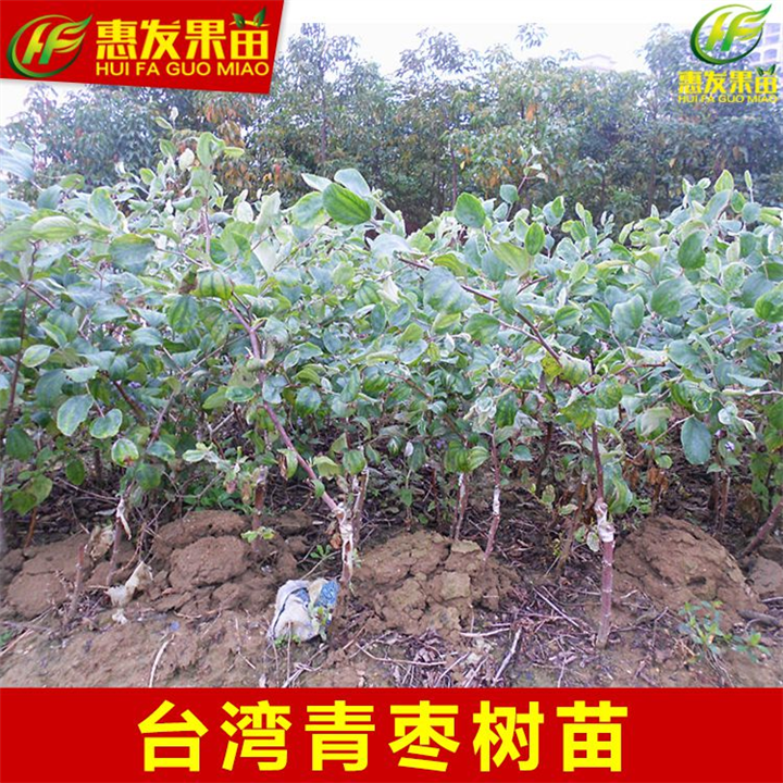 广东台湾青枣苗，广东青枣苗，广东果树苗 