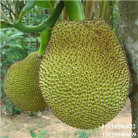 广东红肉菠萝蜜苗，广东菠萝蜜苗，广东果苗批发 